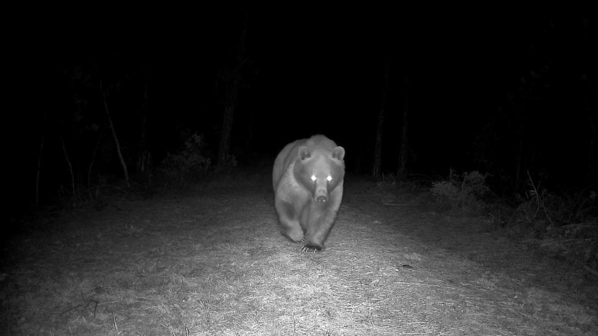 Bozayı fotokapanla görüntülendi