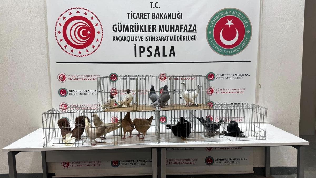 İpsala'da Minibüste 2 Alpaka, 58 Güvercin ve 9 Tavuk Ele Geçirildi