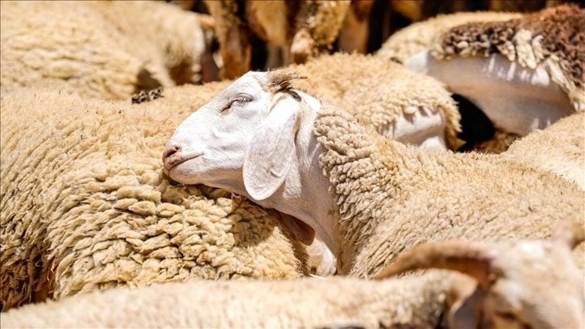 Küçükbaş Hayvancılığa Destek: 150 Bin Hayvan ve Faizsiz Kredi Geliyor