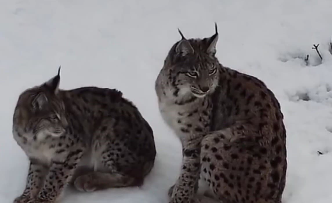 Vaşak ailesi böyle görüntülendi