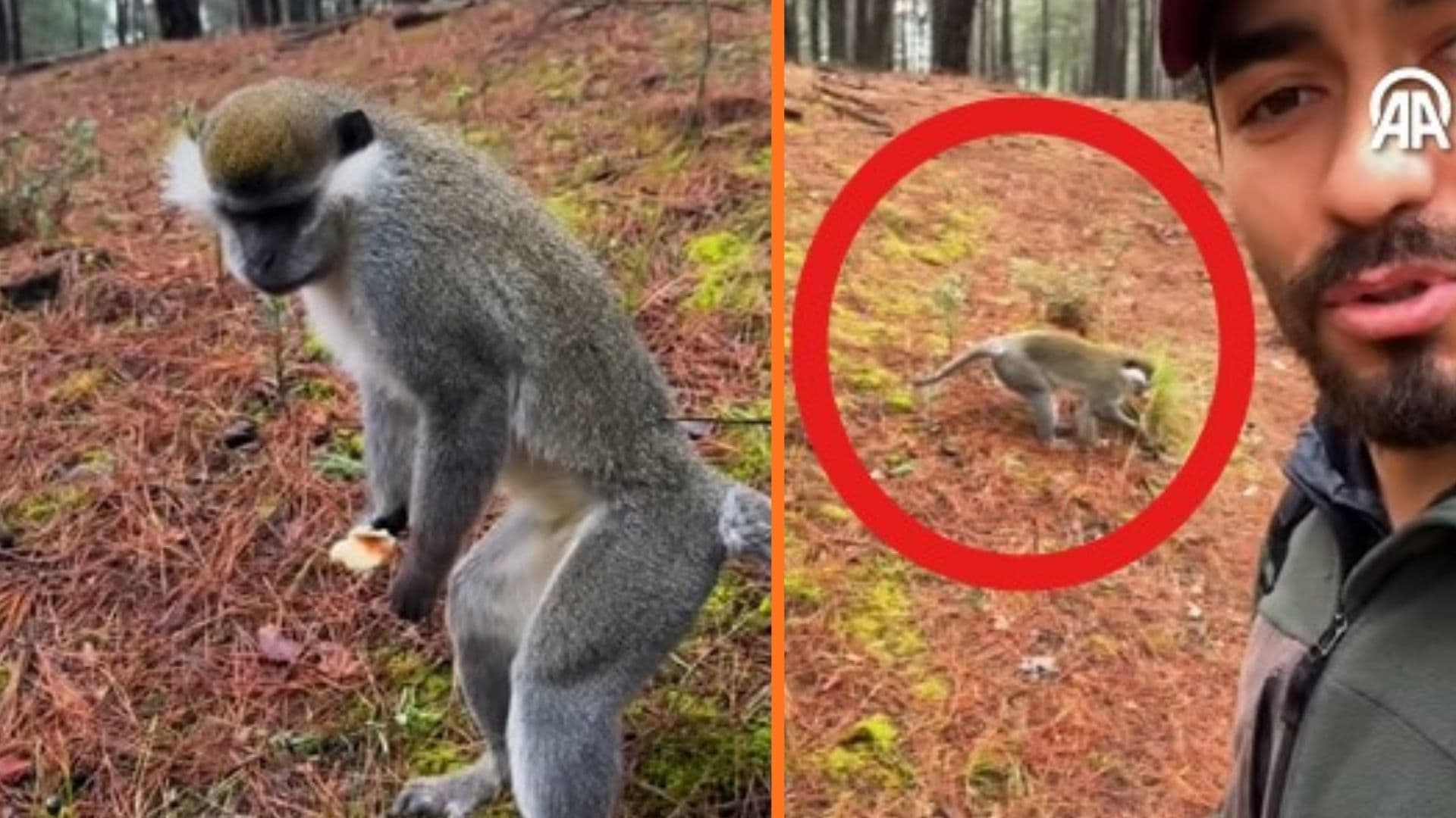 Denizli'de Mantar Toplamaya Çıkan Kişi Ormanda Maymunla Karşılaştı